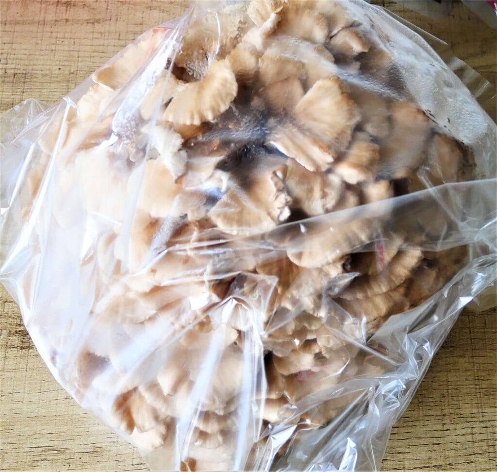 yukiguni-maitake